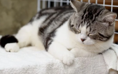 Cách nhận biết bệnh mất trí ở mèo già