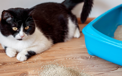 Lý giải hành vi mèo ăn cát vệ sinh 