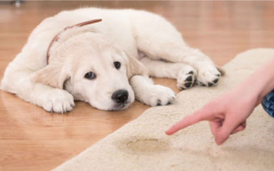 Giải mã những hành vi thường thấy ở cún cưng 