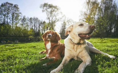 Nhiệt độ bao nhiêu là quá nóng với cún cưng?