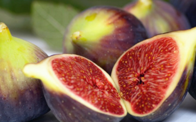 Trái sung Mỹ và hàng loạt lợi ích đối với sức khỏe