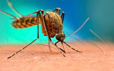 WHO cảnh báo nguy cơ lây lan virus Chikungunya