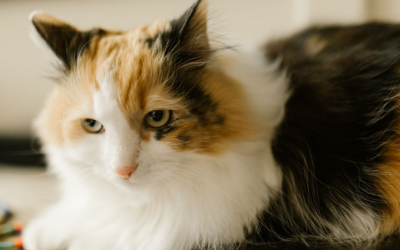 Vì sao phần lớn mèo tam thể lại là mèo cái?