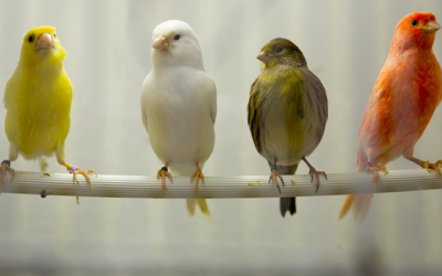 Có nên nuôi một chú chim hoàng yến?