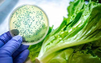 Vì sao xà lách dễ nhiễm E.coli?