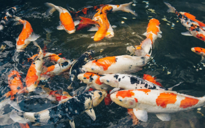 Tìm hiểu chung về loài cá chép “gấm vóc”