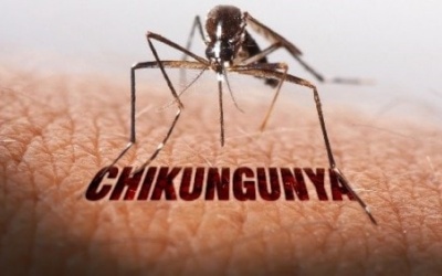 Dịch Chikungunya tăng mạnh ở nhiều nước, Việt Nam nguy cơ cao bị xâm nhập
