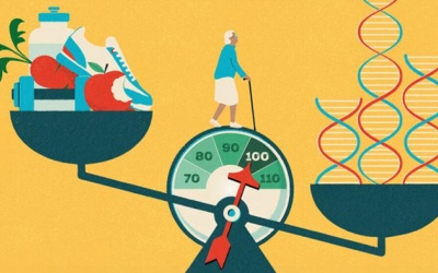 Lối sống ảnh hưởng đến quá trình lão hóa như thế nào?