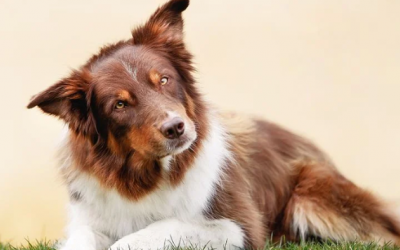 Cún cưng có thể mắc bệnh tiền đình không?