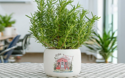 Cây hương thảo có an toàn với mèo cưng không?