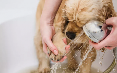 Cách dưỡng ẩm cho cún cưng