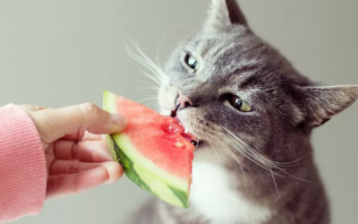 Mèo cưng có thể ăn dưa hấu không?