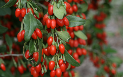 Quả kỷ tử: Lợi ích cho miễn dịch, thị lực và trao đổi chất