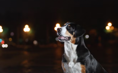 Cún cưng có thể nhìn thấy hồn ma không?