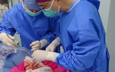 Trung Quốc thử nghiệm cấy ghép phổi lợn cho người