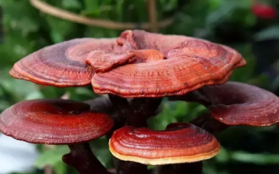 Ăn nấm có thể giúp ngăn ngừa nguy cơ mắc trầm cảm?