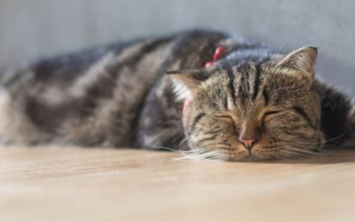 Những loại thực phẩm thông dụng gây ngộ độc cho mèo