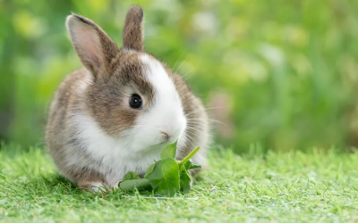 Những ngôn ngữ hành vi phổ biến của thỏ