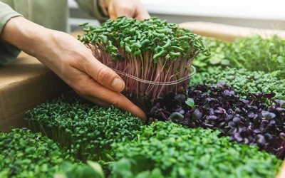 Rau mầm ngũ cốc: Thực phẩm dinh dưỡng cho tương lai