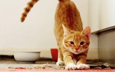 Khi mèo cưng đến tuổi 'hẹn hò' – 'Sen' phải làm sao?