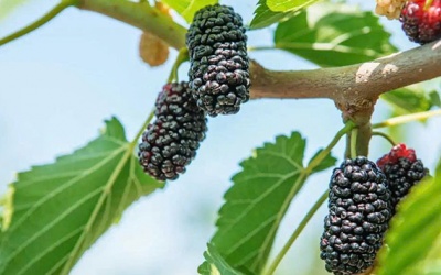 Nguồn bổ sung sắt từ thực vật