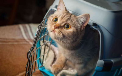 Mèo cưng có thể bị say xe không?