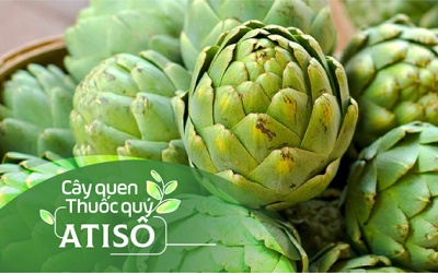 Cây quen, thuốc quý: Atiso!