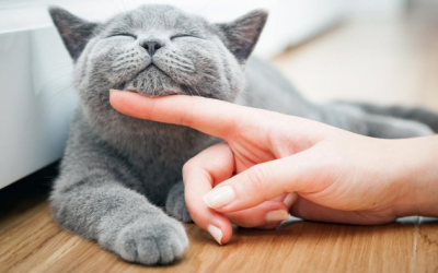 Mèo cưng có thể lây cảm lạnh từ “sen” không?