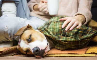 Cún cưng ho nhiều, coi chừng hẹp khí quản!