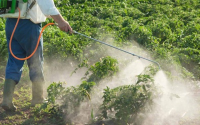 Ăn rau quả ngậm thuốc trừ sâu, cơ thể tích tụ hóa chất