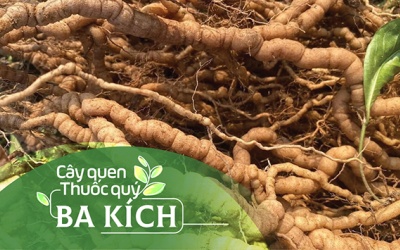 Cây quen, thuốc quý: Ba kích!