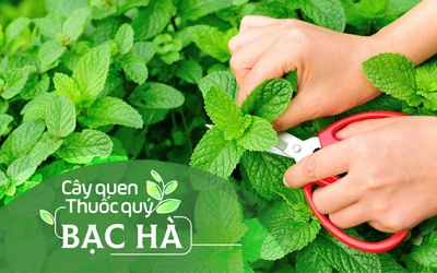 Cây quen, thuốc quý: Bạc hà!