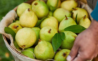 Một số lợi ích sức khỏe từ quả lê