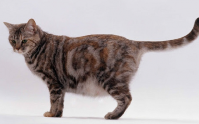 Dấu hiệu mèo sắp sinh và cách chuẩn bị cho thời khắc quan trọng