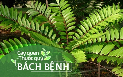 Cây quen, thuốc quý: Bách bệnh!