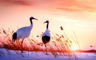 Yêu thích loài chim? Đây là các địa điểm dành riêng cho bạn