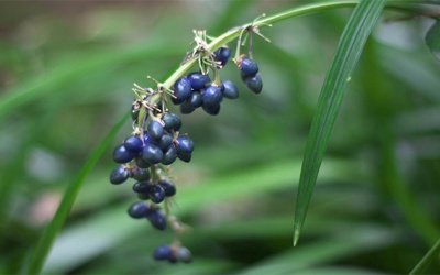 Lợi ích của mạch môn với người bệnh đái tháo đường