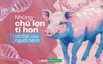 Những chú lợn tí hon có thể cứu người bệnh