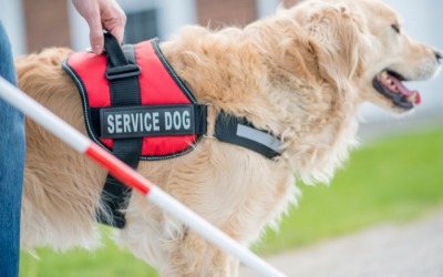 Nuôi chó có thể giúp làm chậm quá trình lão hóa ở phụ nữ