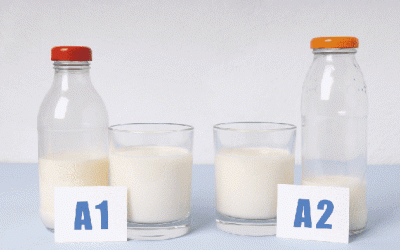 Vì sao sữa bò A2 thân thiện với đường ruột?