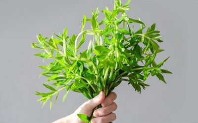 Có nên trị sỏi mật bằng rau ngổ tại nhà không?