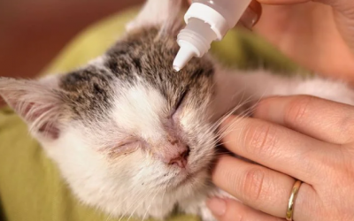 Nhiễm trùng mắt ở mèo: Nhận biết, điều trị và phòng ngừa