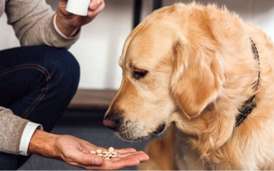 Có nên cho cún cưng uống vitamin và thực phẩm bổ sung?