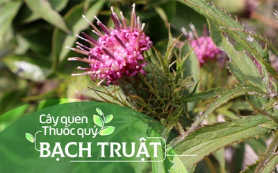 Cây quen, thuốc quý: Bạch truật!