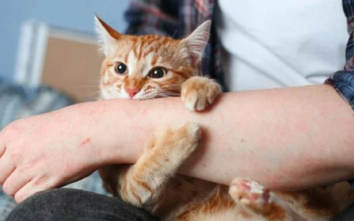 10 bệnh có thể lây từ mèo sang người và cách phòng ngừa hiệu quả