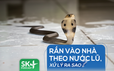 Podcast: Rắn vào nhà theo nước lũ, xử lý ra sao?