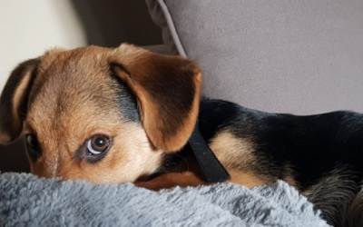 Cún cưng có thể mắc chứng rối loạn căng thẳng sau chấn thương không?