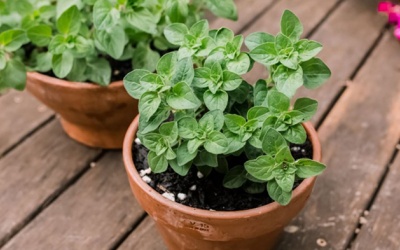 Loại thảo mộc phổ biến giúp làm dịu căng thẳng