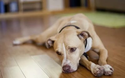 Liệu thú cưng có mắc trầm cảm theo mùa?