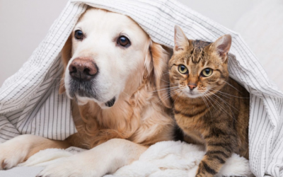 Những quan niệm sai lầm gây ảnh hưởng xấu tới thú cưng